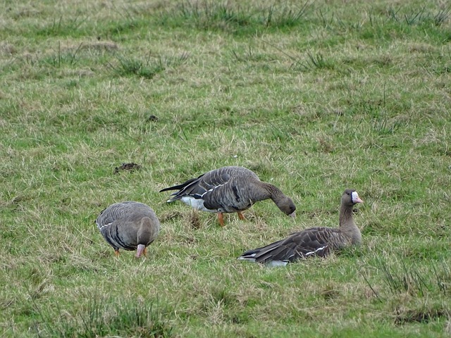 什么是合同履行抗辩权？